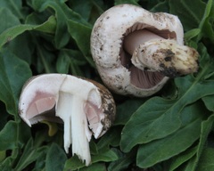 Agaricus bisporus