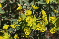 Euphorbia esula