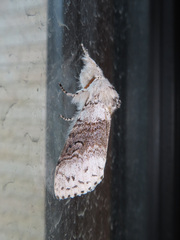 Calliteara pseudabietis