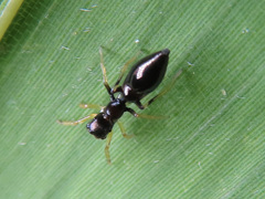 Myrmarachne inermichelis