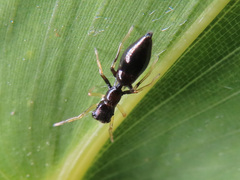 Myrmarachne inermichelis