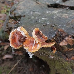 Flammulina