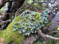 Peltigera malacea