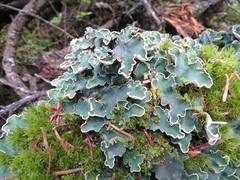 Peltigera malacea