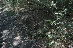 Acromyrmex crassispinus