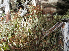 Cladonia ecmocyna