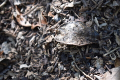 Acromyrmex crassispinus