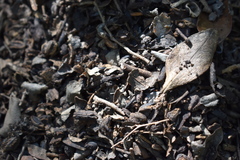 Acromyrmex crassispinus