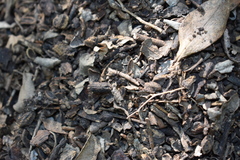 Acromyrmex crassispinus