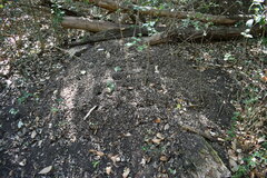 Acromyrmex crassispinus