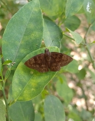 Pellicia dimidiata dimidiata