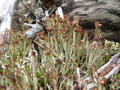 Cladonia ecmocyna