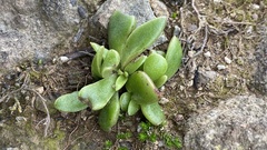 Dudleya parva