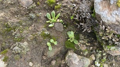 Dudleya parva