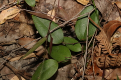 Smilax glyciphylla