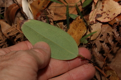 Smilax glyciphylla