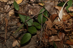 Smilax glyciphylla