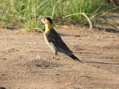 Colaptes campestris