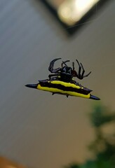 Gasteracantha fornicata