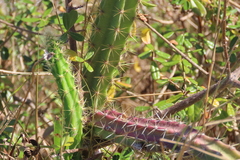 Hylocereeae