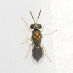 Halticoptera