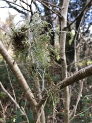 Usnea articulata