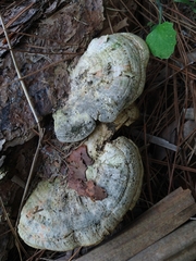 Fungi