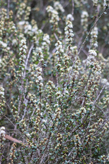 Ceanothus verrucosus