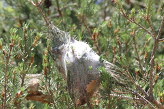 Thaumetopoea pityocampa