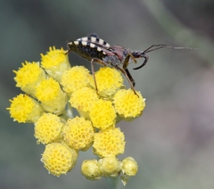 Rhynocoris erythropus