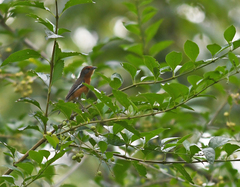 Microspingus erythrophrys