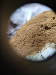 Fungi