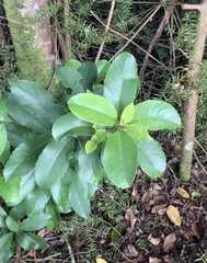 Melicytus macrophyllus