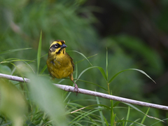 Atlapetes citrinellus