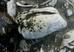 Hiatella arctica