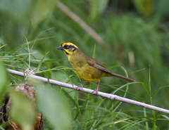 Atlapetes citrinellus