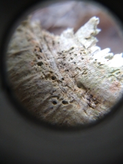 Fungi