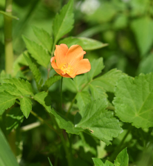 Modiolastrum malvifolium