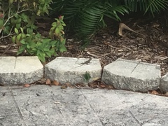 Agama picticauda