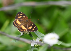 Telenassa berenice