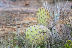 Opuntia oricola