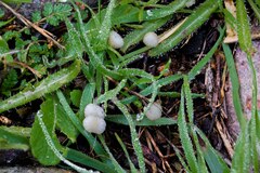 Marasmius albogriseus