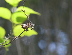 Microstilbon burmeisteri