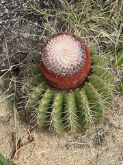 Melocactus intortus