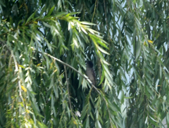 Pachyramphus validus