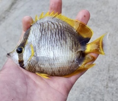 Chaetodon leucopleura