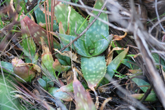 Aloe maculata