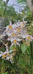 Oncidium cirrhosum