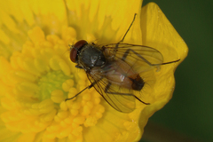 Thricops semicinereus