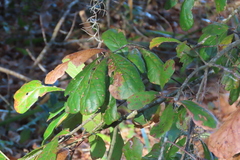 Quercus arkansana